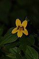 Mimulus dentatus