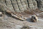 Thumbnail for File:Petrified wood Theodore Roosevelt NP ND1.jpg