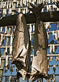 drying Stockfish