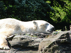 19.2.14 Eisbär