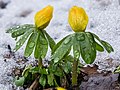 Thumbnail for File:Bloemknoppen van Winterakonieten (Eranthis hyemalis) in smeltende sneeuw 16-02-2021. (d.j.b).jpg