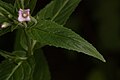 Epilobium ciliatum