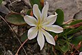 Lewisia tweedyi