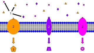 Membrane Receptors.svg