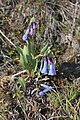 Mertensia longiflora