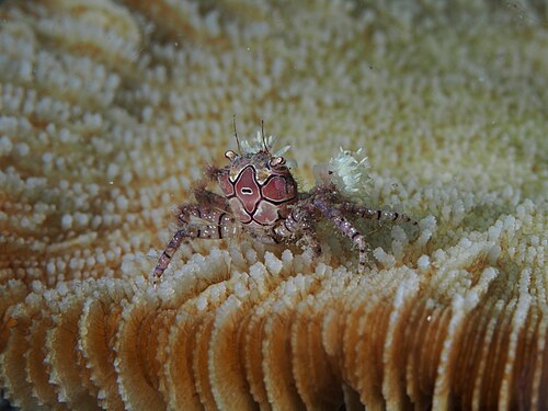 "Mosaic_Boxer_crab_(Lybia_tessellata)_(14387916576).jpg" by User:Christian Ferrer