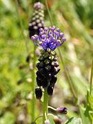 Muscari comosum