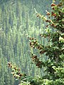 Foliage and cones, US-550 between Ouray and Durango, Colorado