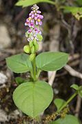 Polygala tatarinowii