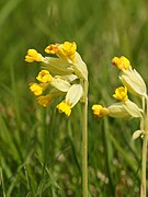 Primula veris