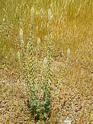 Reseda alba