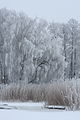 English: Rime in Lapinlahti Suomi: Huurretta Lapinlahdella