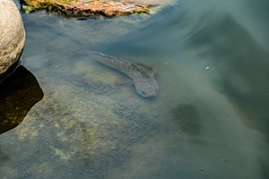 Snakehead at Taudaha, kathmandu