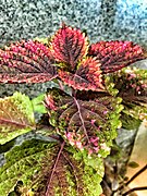 Solenostemon - Coleus plant.jpg