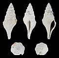 * Nomination Shell of an Eocene gastropod, Turricula exorta --Llez 05:39, 25 June 2021 (UTC) * Promotion  Support Good quality. --Tournasol7 05:54, 25 June 2021 (UTC)