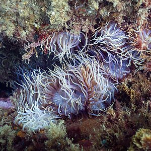 Anémonas de mar (Aiptasia couchii), Parque natural de la Arrábida, Portugal, 2020-07-31, DD 92