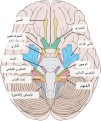 العربية