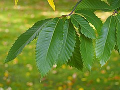 Castanea dentata Kasztan zębaty 2021-10-02 04.jpg