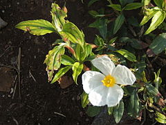 Cistus ladanifer.JPG