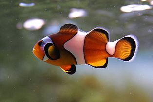 Amphiprion percula