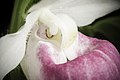 Cypripedium reginae Staminodium