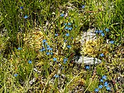 Gentiana nivalis