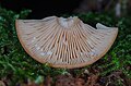 Lactarius britannicus