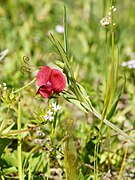 Lathyrus cicera