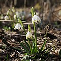 Leucojum vernum