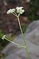 Ligusticum grayi