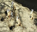 Meerkats at SD Zoo