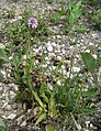 Ophrys speculum (and Orchis tridentata) Samandağ, Hatay province, Turkey