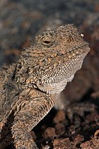 Phrynosoma douglasii