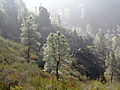 Trees, Pinnacles National Monument