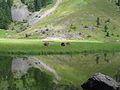 Seealpsee (CJ)