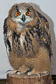 Sibirian Eagle-owl