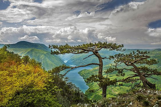 Tara Mountain © Гојко Гаврило