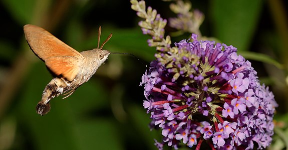 Macroglossum stellatarum (Hummingbird Hawk-moth)