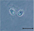 Codosiga sp. two cells with a common stalk