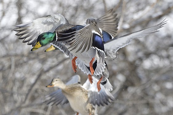 "A_group_of_duck_in_flight._BDT9578.jpg" by User:Bert de Tilly