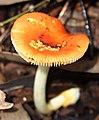 Amanita xanthocephala