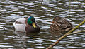 Mallard pair