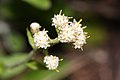 Antennaria racemosa