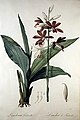 Phaius tankervilleae