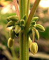 Male flowers