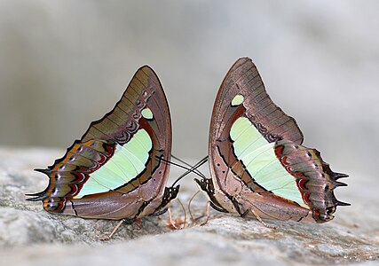 Close wing mud-puddling position of Charaxes bharata (C.& R. Felder,1867) - Indian Nawab