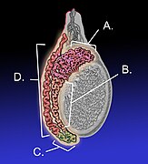 Epididymis-KDS.jpg