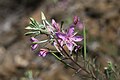 Epilobium dodonaei