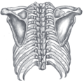 Posterior view of the thorax and shoulder girdles