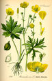 Ranunculus acris plate 240 in: Otto Wilhelm Thomé: Flora von Deutschland, Österreich u.d. Schweiz, Gera (1885)